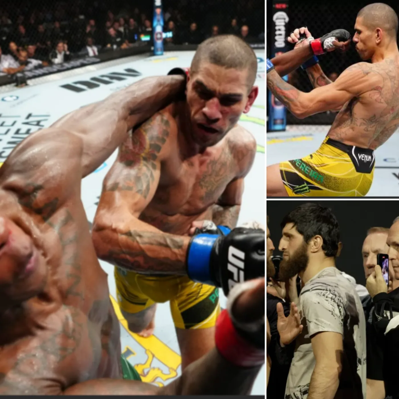 Alex Pereira’s a Spineless Rat: Hiding Behind Knockouts Before Ankalaev Exposes His Weak Soul