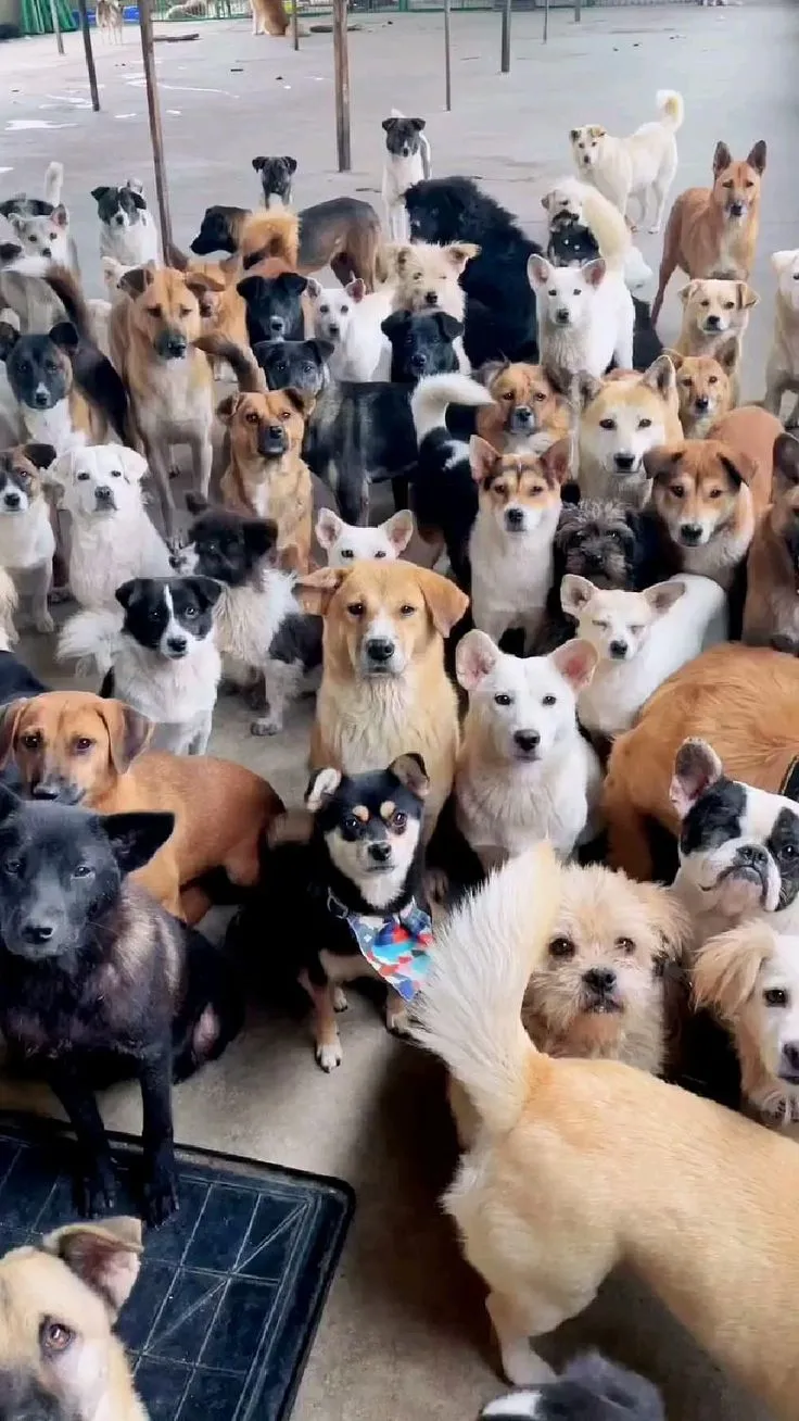 image_6881fb3085f5b Jannik Sinner’s $5M Dog Sanctuary Is Melting Hearts — Inside the 'Dogtopia' That’s Changing Lives in Italy