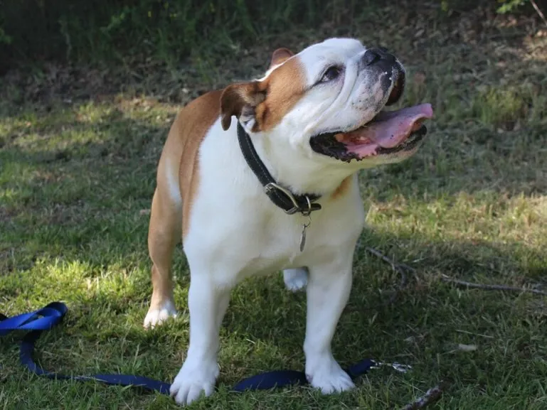 image_6889a3e30f555 Klay Thompson Sadly Says: I’ll Miss Him So Much, Rocco – What Happened to His Beloved Companion?