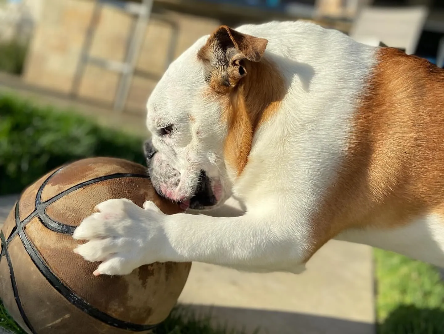 image_6889a3e3a4d18 Klay Thompson Sadly Says: I’ll Miss Him So Much, Rocco – What Happened to His Beloved Companion?