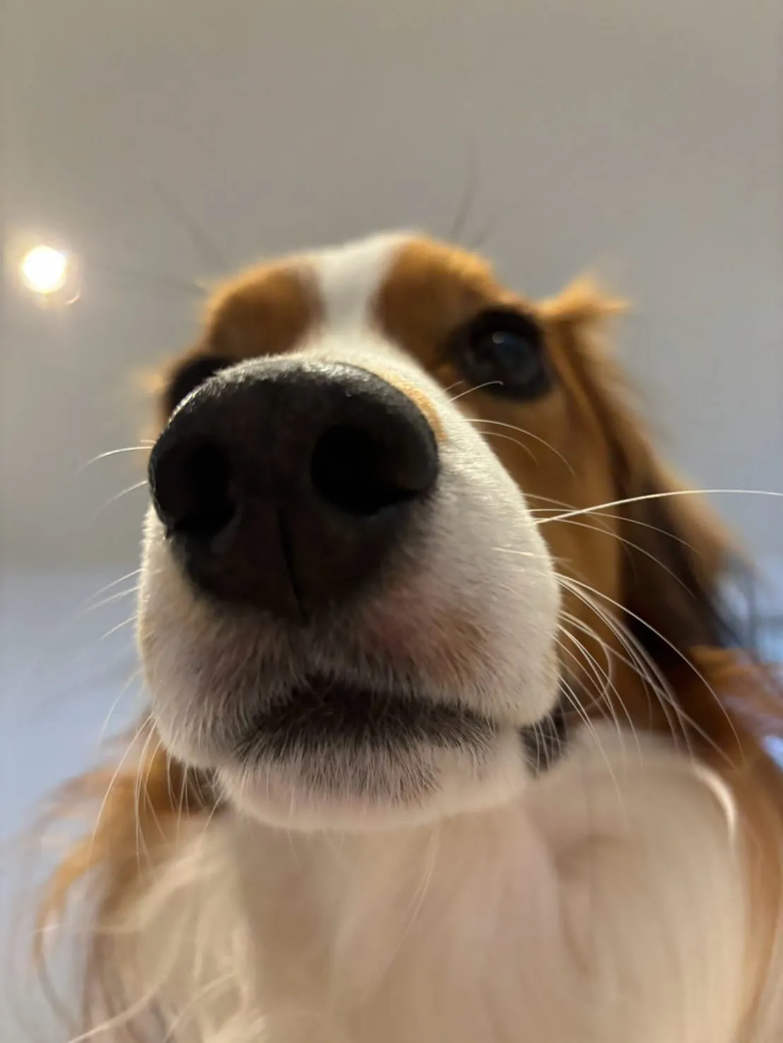 image_688d767e22906 "Lucky dog" is the most searched phrase. What is the reason that led to the image of Shohei Ohtani's dog going viral all over the internet?