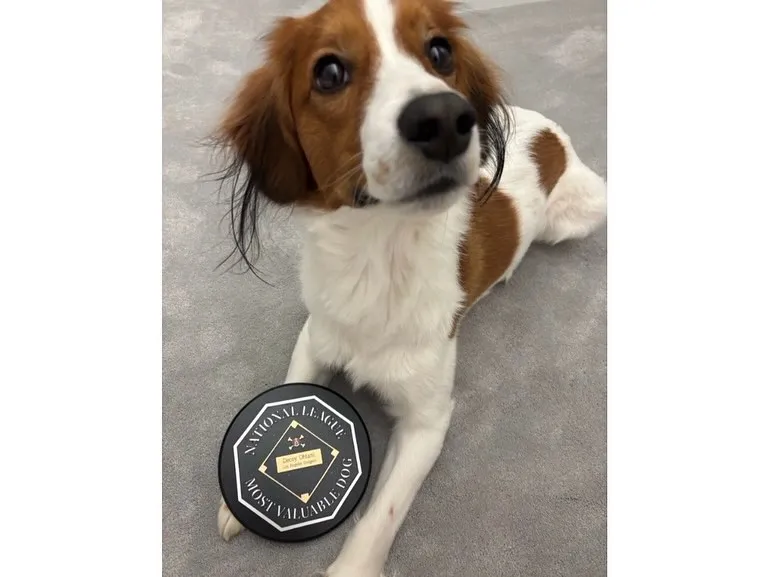 image_688d7a0865704 Coincidence or Destiny? Shohei Ohtani’s Dog Turns Two on the Same Day as a Life-Changing Event in His Career