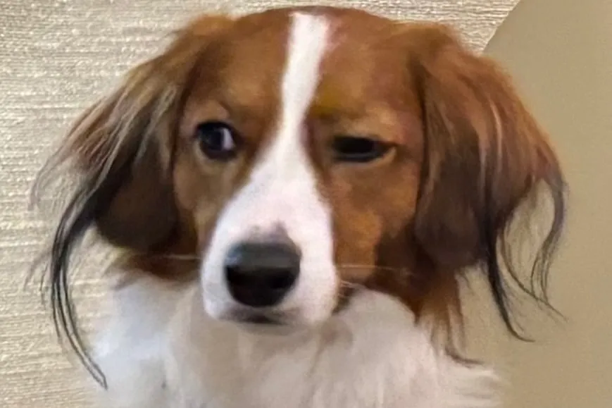 image_68930b9ac43f4 The Truth About Ohtani's Dog Book Revealed - and Why Ohtani Had to Tell It at All Costs