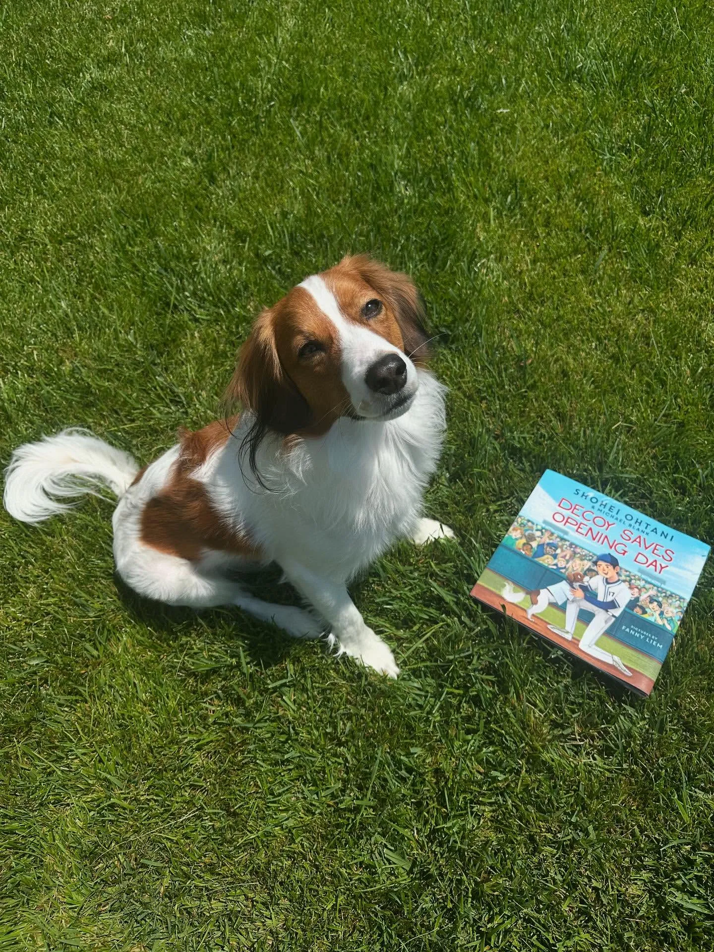 The Truth About Ohtani's Dog Book Revealed - and Why Ohtani Had to Tell It at All Costs