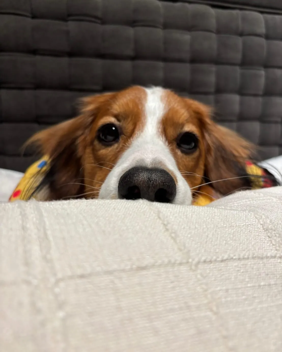 image_68930c9501f24 Shohei Ohtani is so addicted to his dog that he has to smell this part of his dog every day.