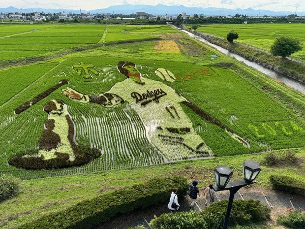 image_689eea9445e64 Shohei Ohtani Takes a Stand to Protect Native Hawaiian Lands from Destructive Developers