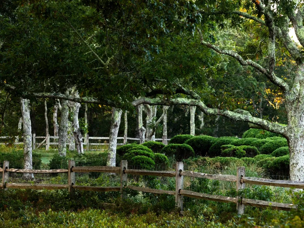 image_68b149d8d701a Are you curious a coastal garden New England looks like after 12 years Making?