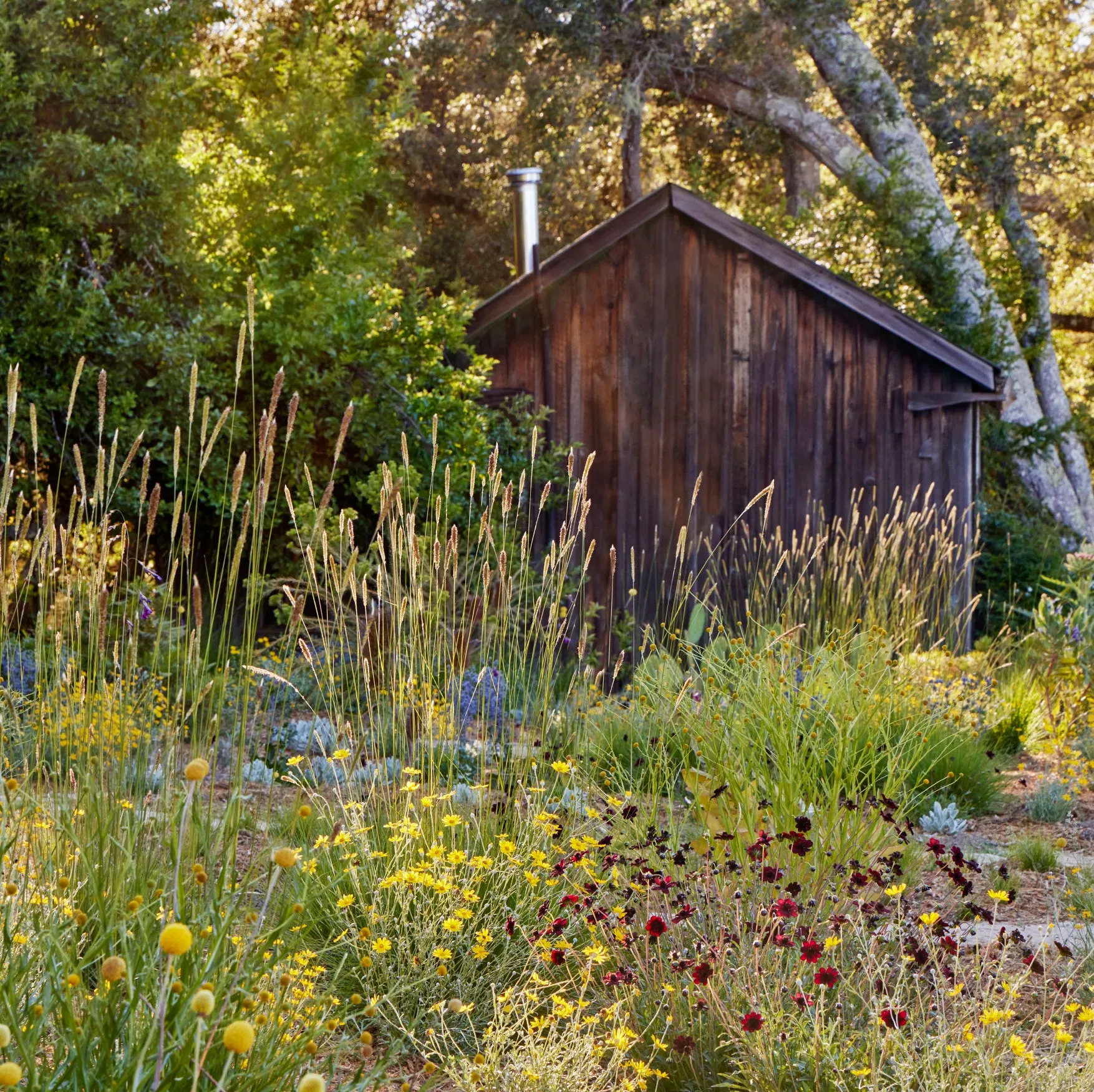 image_68b171cd75ae3 Why Landscape Designers Are Choosing Native Plants and How You Can Too