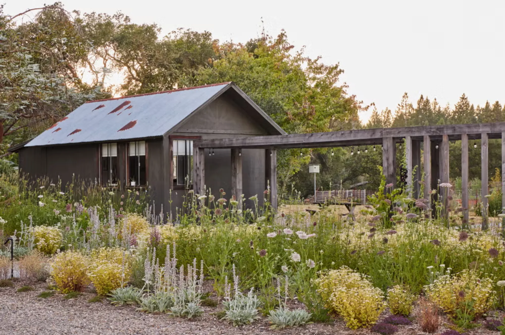 Why Landscape Designers Are Choosing Native Plants and How You Can Too