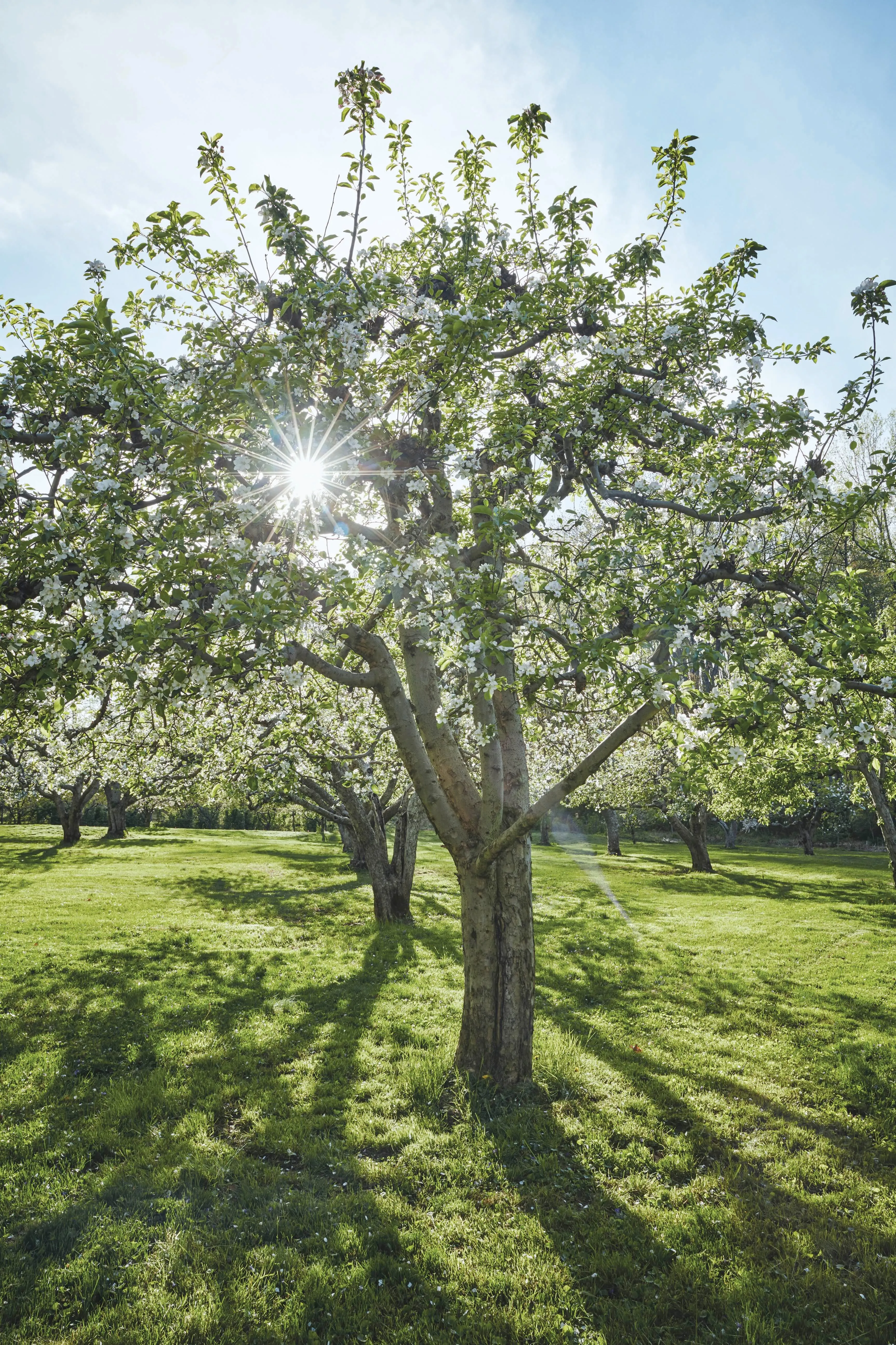 image_68b95afcc71c8 Janet Mavec’s 30-Year Journey Restoring a Historic New Jersey Garden