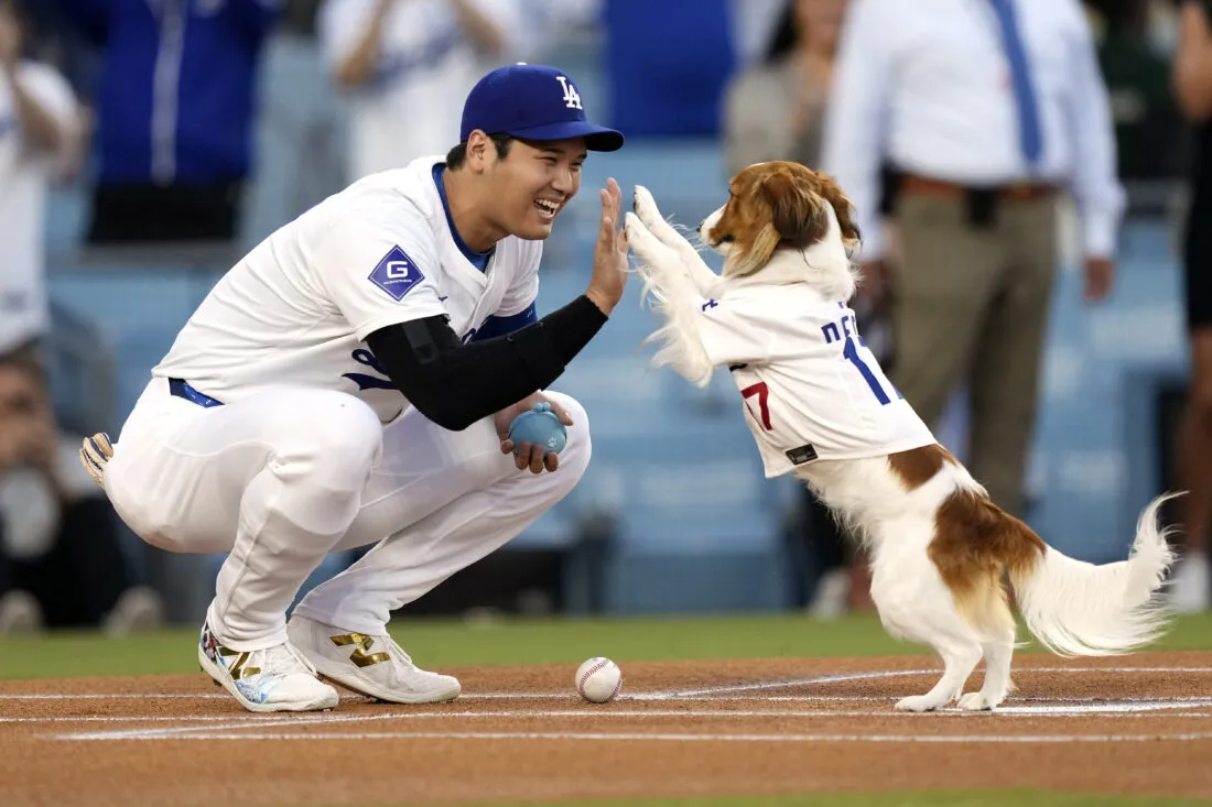 Shohei Ohtani’s $5M Surprise: Building A Luxury Haven For Stray Dogs In California
